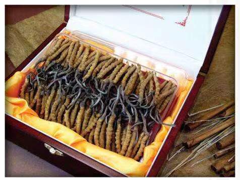 林口冬虫夏草回收